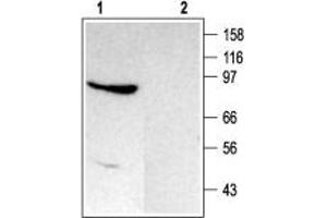 Western Blotting (WB) image for anti-Transient Receptor Potential Cation Channel, Subfamily C, Member 4 (TRPC4) (AA 943-958), (Intracellular) antibody (ABIN7043821)