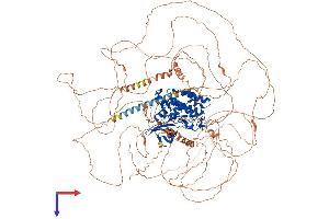 TTBK1 Protein (AA 1-1321) (His tag)