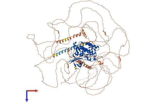 TTBK1 Protein (AA 1-1321) (His tag)