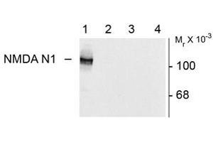 Image no. 2 for anti-Glutamate Receptor, Ionotropic, N-Methyl D-Aspartate 1 (GRIN1) (Variant N1) antibody (ABIN305686) (GRIN1/NMDAR1 Antikörper  (Variant N1))