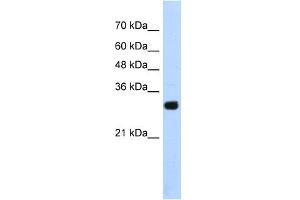 WB Suggested Anti-SOX15 Antibody Titration:  1. (SOX15 Antikörper  (Middle Region))