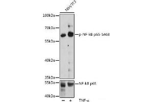 Western blot analysis of extracts of NIH/3T3 cells using Phospho-RELA(S468) Polyclonal Antibody at dilution of 1:2000. (NF-kB p65 Antikörper  (pSer468))
