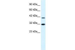 WB Suggested Anti-IRF2 Antibody Titration:  0. (IRF2 Antikörper  (N-Term))