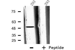 Western blot analysis of extracts from 293 cells, using CPA5 antibody. (CPA5 Antikörper  (Internal Region))