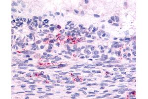 Anti-LPHN2 antibody IHC of human ovary, Graafian follicle. (LPHN2 Antikörper  (N-Term))