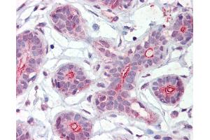 Anti-DAPK2 antibody IHC of human breast. (DAPK2 Antikörper  (AA 359-370))