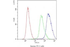 Flow cytometry testing of human PC-3 cells with PTP4A2 antibody at 1ug/10^6 cells (blocked with goat sera) (PTP4A2 Antikörper)