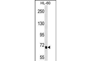 Western blot analysis in HL-60 cell line lysates (35ug/lane). (IL1RAPL2 Antikörper  (AA 376-405))