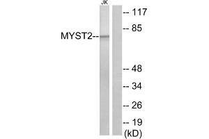 Western blot analysis of extracts from Jurkat cells, using MYST2 antibody. (MYST2 Antikörper  (Internal Region))
