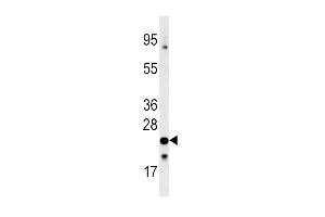 Western Blot in 293 cell line lysates (35ug/lane). (Frataxin Antikörper  (C-Term))