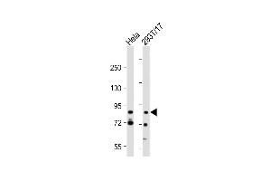 All lanes : Anti-G2E3 Antibody (Center) at 1:2000 dilution Lane 1: Hela whole cell lysate Lane 2: 293T/17 whole cell lysate Lysates/proteins at 20 μg per lane. (G2E3 Antikörper  (AA 226-252))