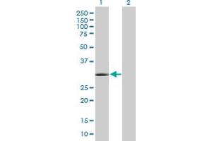 Western Blot analysis of GSC expression in transfected 293T cell line by GSC MaxPab polyclonal antibody. (GSC Antikörper  (AA 1-257))