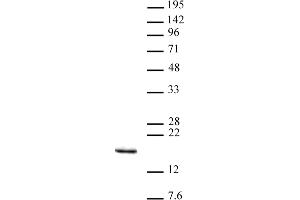 Histone H3K14me3 antibody (pAb) tested by Western blot. (Histone 3 Antikörper  (3meLys14))