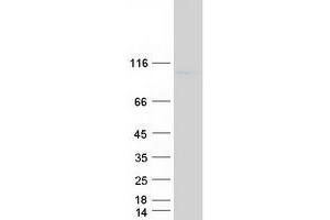 Validation with Western Blot (KANSL3 Protein (Transcript Variant 2) (Myc-DYKDDDDK Tag))