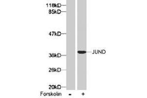Western blot analysis of extract from 293 cells using JUND (phospho S255) polyclonal antibody . (JunD Antikörper  (pSer255))