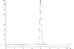 The purity of Cynomolgus Neuropilin-1 is greater than 95 % as determined by SEC-HPLC. (Neuropilin 1 Protein (NRP1) (AA 22-644) (His tag))
