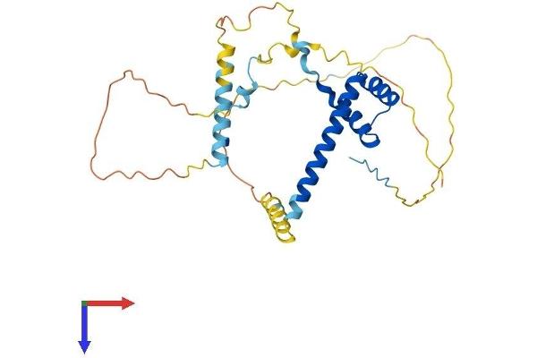 Lbx1 Protein (AA 1-281) (His tag)