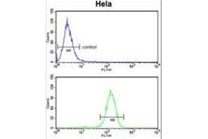 BCL3 Antibody (Center) flow cytometry analysis of Hela cells (bottom histogram) compared to a negative control cell (top histogram).