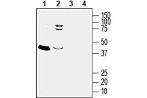 Western blot analysis of rat (lanes 1 and 3) and mouse (lanes 2 and 4) brain lysates: - 1,2. (GPER Antikörper  (3rd Extracellular Loop))