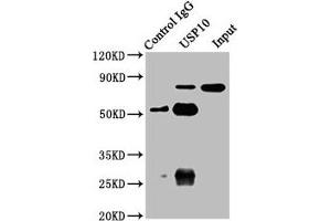 Immunoprecipitating USP10 in A549 whole cell lysate Lane 1: Rabbit control IgG instead of ABIN7174250 in A549 whole cell lysate. (USP1 Antikörper  (AA 453-592))