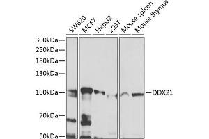 Western blot analysis of extracts of various cell lines, using DDX21 antibody (ABIN6130262, ABIN6139485, ABIN6139487 and ABIN6222815) at 1:1000 dilution. (DDX21 Antikörper  (AA 624-783))