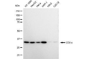 Western blotting analysis using CD8 alpha antibody (ABIN7797987). (Rekombinanter CD8 alpha Antikörper)