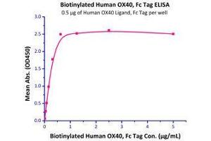 Immobilized Human OX40 Ligand, Fc Tag (Cat# OXL-H526x) at 5 μg/mL (100 μl/well) can bind Biotinylated Human OX40, Fc Tag (Cat# OX0-H82F7) with a linear range of 0.