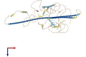 TRAK1 Protein (AA 1-953) (His tag)
