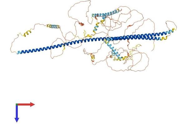TRAK1 Protein (AA 1-953) (His tag)