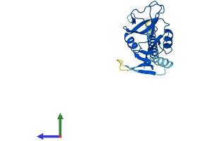 Protein Structure (PS) image for C-Type Lectin Domain Family 6, Member A (CLEC6A) (AA 1-209) protein (His tag) (ABIN7561634)