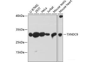 Western blot analysis of extracts of various cell lines using TXNDC9 Polyclonal Antibody at dilution of 1:3000. (TXNDC9 Antikörper)