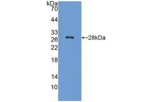 Detection of Recombinant NCL, Mouse using Polyclonal Antibody to Nucleolin (NCL) (Nucleolin Antikörper  (AA 353-568))