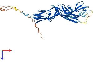 MYBPHL Protein (AA 1-354) (His tag)