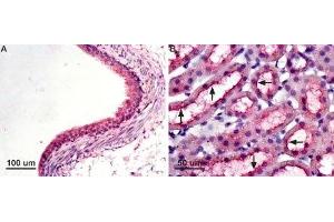 Expression of AQP7 in rat kidney - Immunohistochemical staining of paraffin-embedded rat kidney sections using Anti-Aquaporin 7 Antibody (ABIN7042943, ABIN7045203 and ABIN7045204), (1:100).