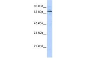 Image no. 1 for anti-Tripartite Motif Containing 6 (TRIM6) (AA 215-264) antibody (ABIN6742507) (TRIM6 Antikörper  (AA 215-264))