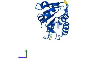 Protein Structure (PS) image for Fucose Mutarotase (FUOM) (AA 1-153) protein (His tag) (ABIN7559693)