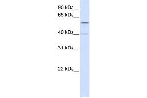 Western Blotting (WB) image for anti-Tripartite Motif Containing 49 (TRIM49) antibody (ABIN2458729) (TRIM49 Antikörper)