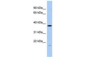 Image no. 1 for anti-RWD Domain Containing 2A (RWDD2A) (AA 35-84) antibody (ABIN6743643) (RWDD2A Antikörper  (AA 35-84))