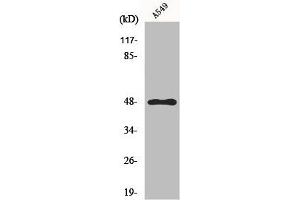 Western Blot analysis of HuvEc cells using GPR83 Polyclonal Antibody (GPR83 Antikörper  (C-Term))
