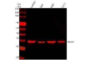anti-Annexin A1 (ANXA1) (AA 2-346) antibody