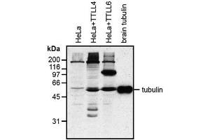 Western blot analysis of protein glutamylation with MAb to polyglutamylation modification (GT335) . (Polyglutamylation Antikörper)