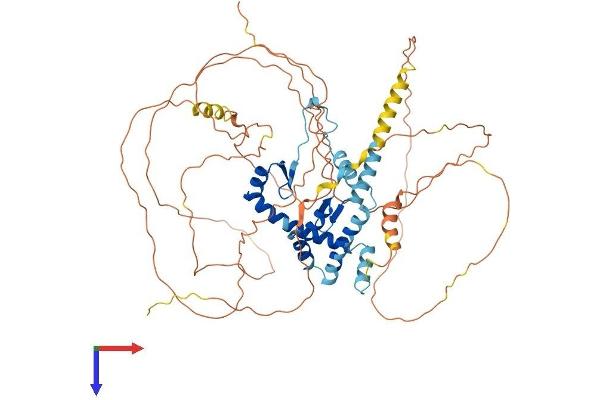 AKAP8L Protein (AA 1-642) (His tag)