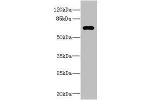 Western blot All lanes: NRBP1 antibody at 1. (NRBP1 Antikörper  (AA 406-535))