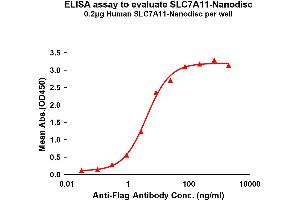ELISA image for Solute Carrier Family 7, (Cationic Amino Acid Transporter, Y+ System) Member 11 (SLC7A11) protein (ABIN7491739)