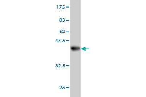 Western Blot detection against Immunogen (37. (CDC42EP2 Antikörper  (AA 102-210))