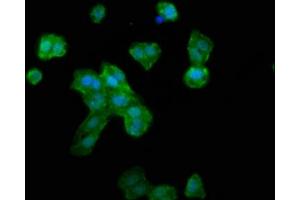 Immunofluorescence staining of HepG2 cells with ABIN7168260 at 1:133, counter-stained with DAPI.
