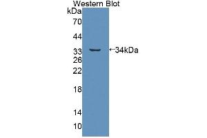 Figure. (ABCB7 Antikörper  (AA 472-752))