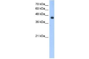 ACADL antibody used at 0. (ACADL Antikörper  (N-Term))