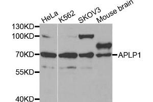Western blot analysis of extracts of various cell lines, using APLP1 antibody. (APLP1 Antikörper)