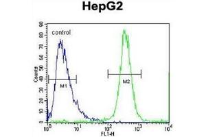 Flow cytometric analysis of HepG2 cells using FBXO2 Antibody (C-term) Cat. (FBXO2 Antikörper  (C-Term))